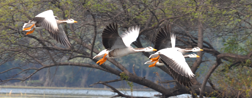 Golden Triangle Tour with Bharatpur